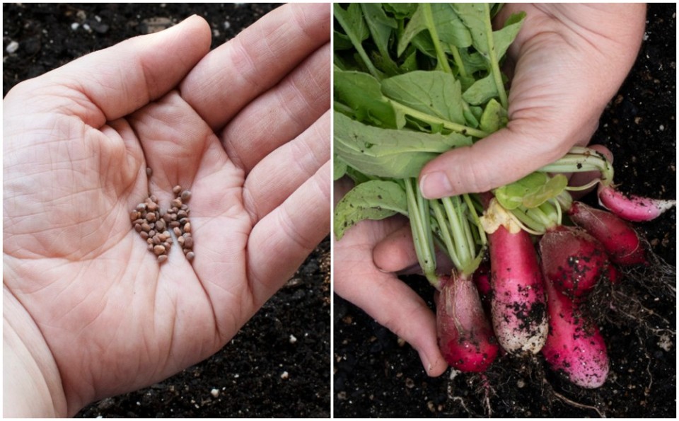 How To Grow Your Best Radishes Yet Seed To Table In 25 Days Or Less 9873