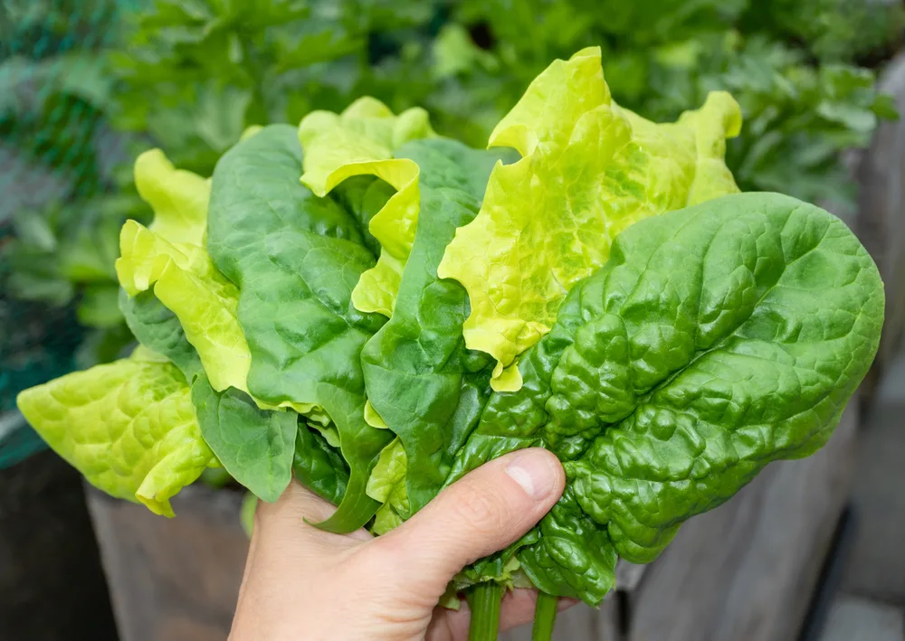 different types of lettuce plants