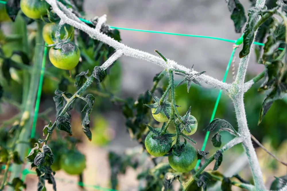 Ways Protect Tomato Plants From Cold &