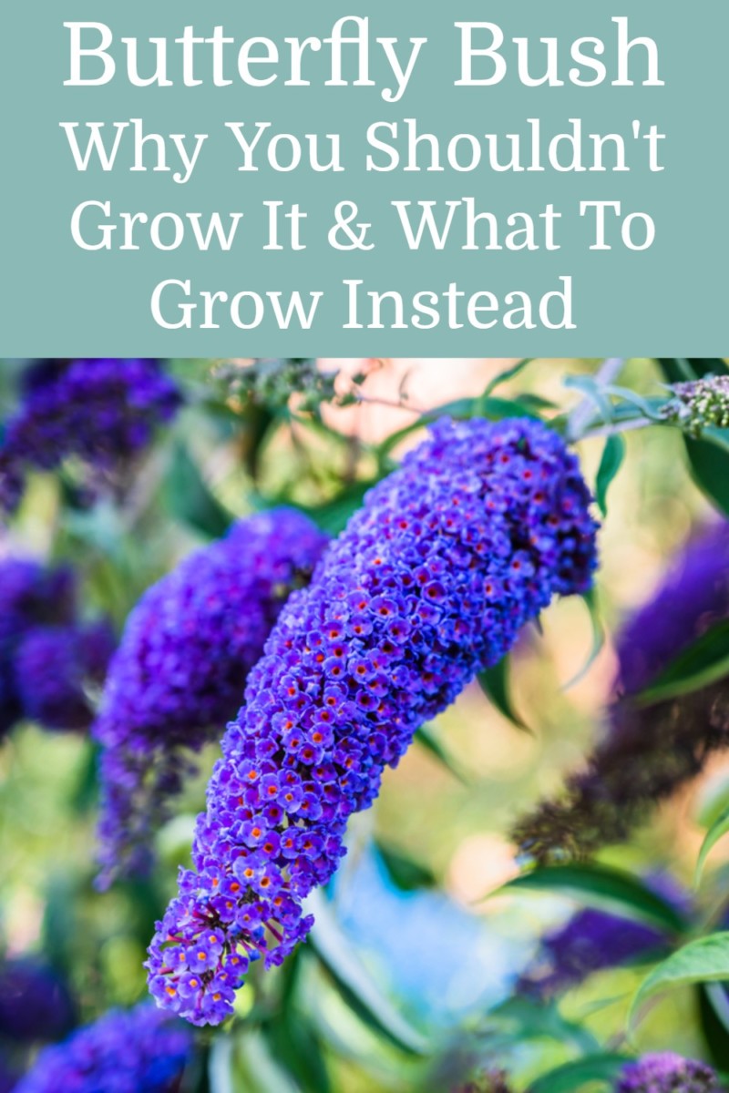 Butterfly Bush - Why You Shouldn't Grow It & What To Grow Instead