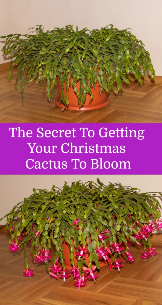 Christmas Cactus - How to ID & Care for Everyone's Favorite Holiday Plant