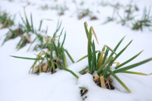 5 Ways To Grow Vegetables Over The Winter & Year-round