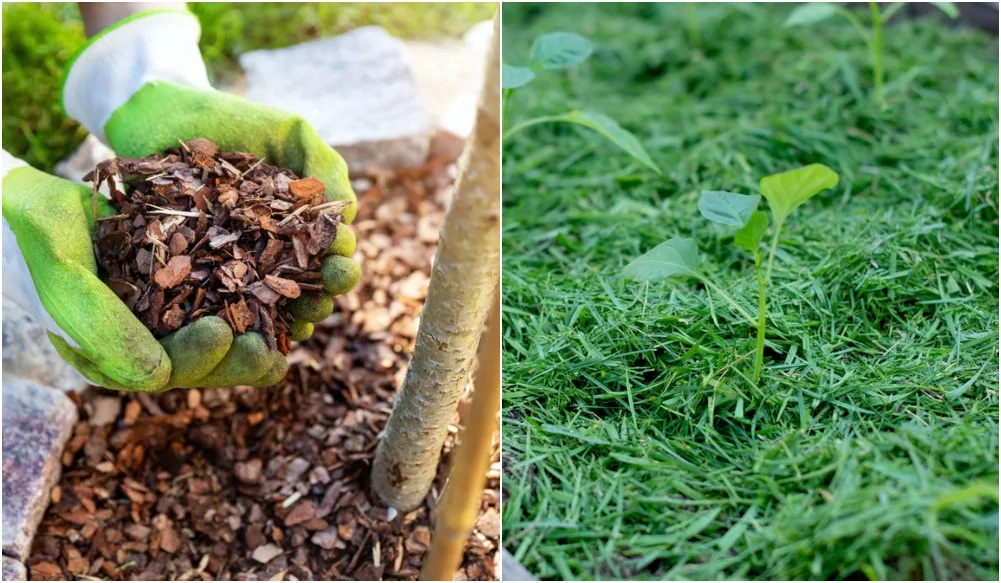 Can Eucalyptus Leaves be Composted or Used as Garden Mulch? – Deep Green  Permaculture