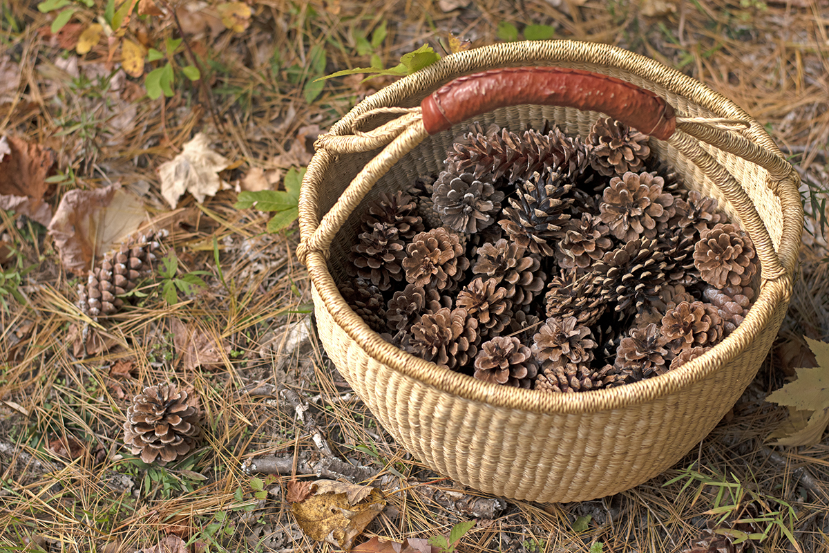 9 Clever & Practical Pine Cone Uses in the Home & Garden