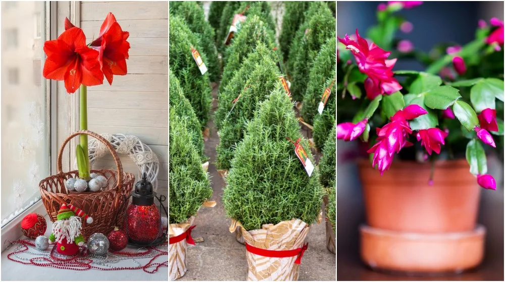 12 Christmas Plants For A Festive Indoor Garden