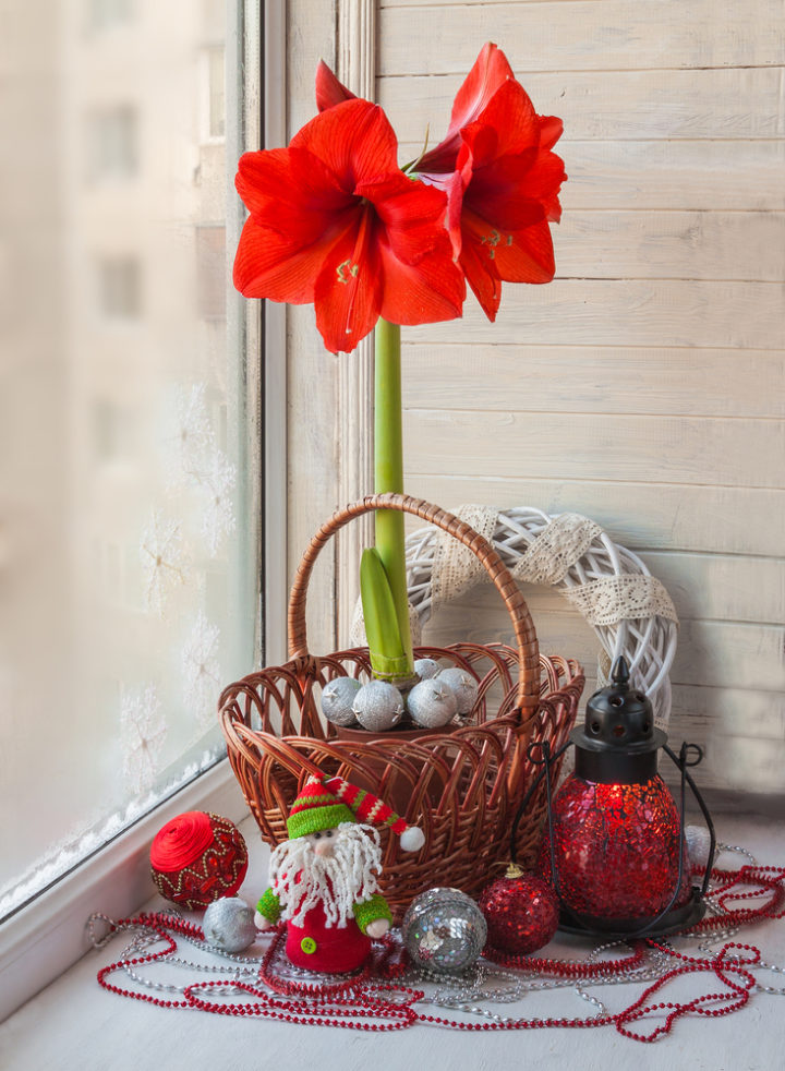 12 Christmas Plants For A Festive Indoor Garden