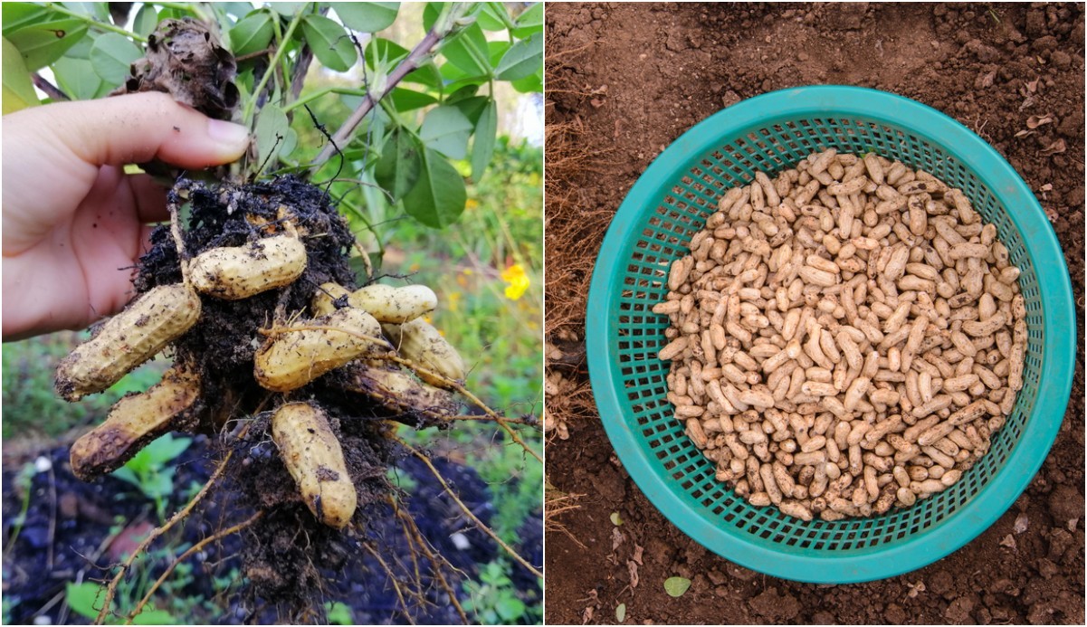 How To Grow Peanuts 100 Nuts Per Plant