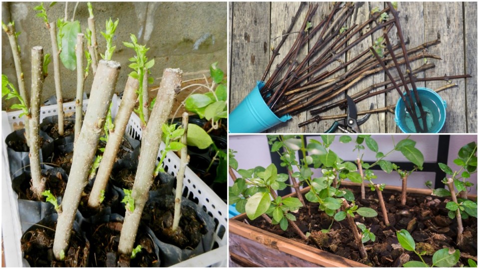 how-to-take-cuttings-from-evergreen-shrubs-uk-at-april-post-blog