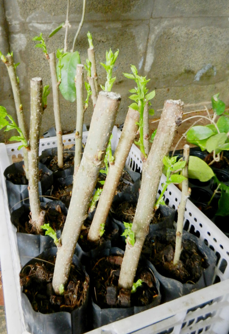 40 Plants To Propagate From Hardwood Cuttings & How To Do It