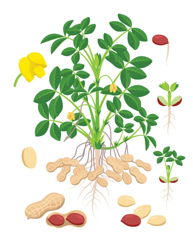 how do peanuts grow
