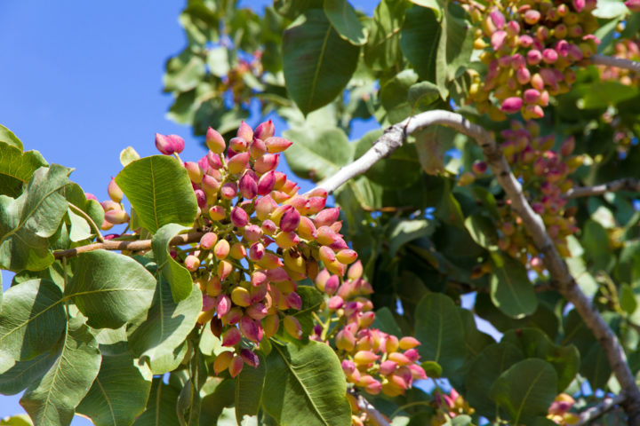 7 Surprising Uses For Pistachio Shells In The Home & Garden