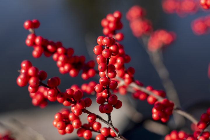 9 Plants to Forage For Natural Christmas Decorations