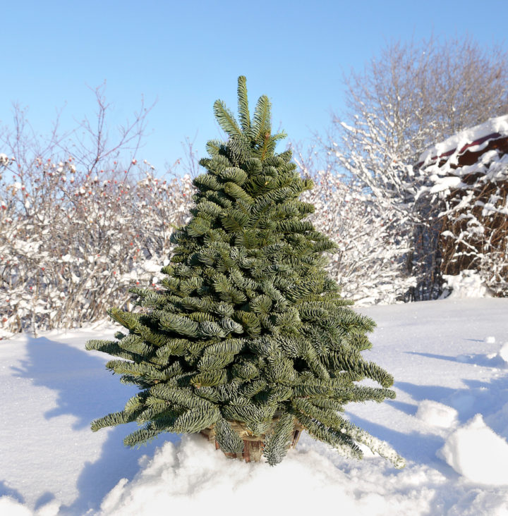 How to Grow a Christmas Tree From Seed