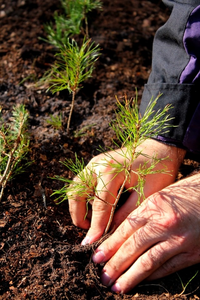 How to Grow a Christmas Tree From Seed