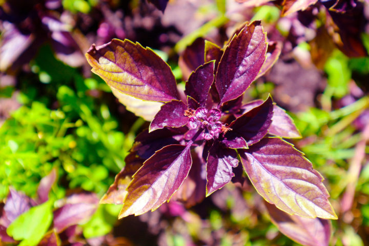 15 Exciting Basil Varieties To Grow In Your Herb Garden