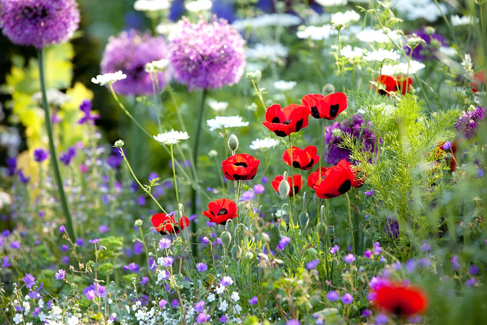 When and How to Plant Wildflower Seeds to Rewild Your Yard