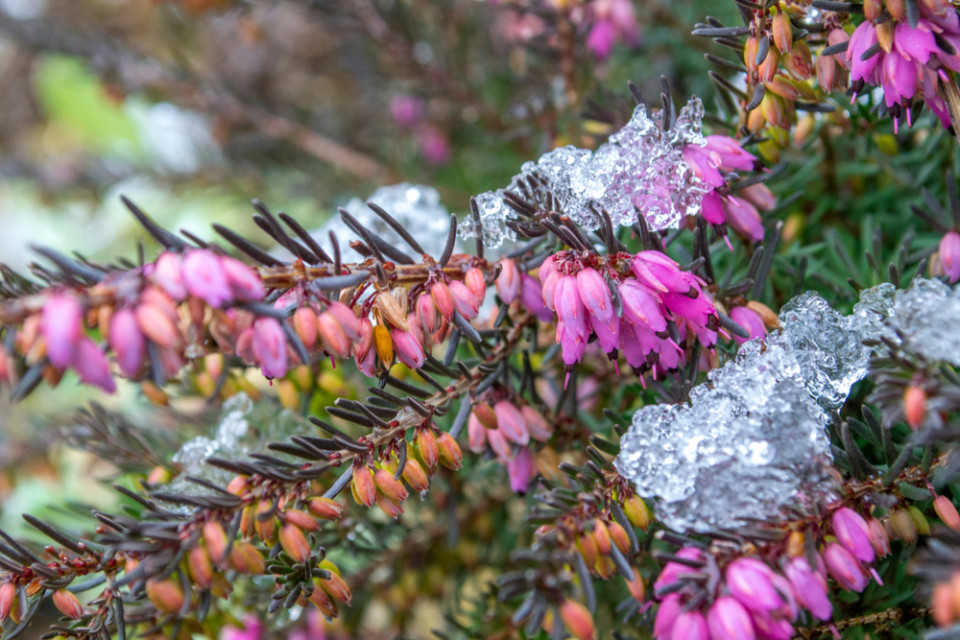 14 Winter Blooming Flowers & Shrubs For A Vibrant Winter Garden