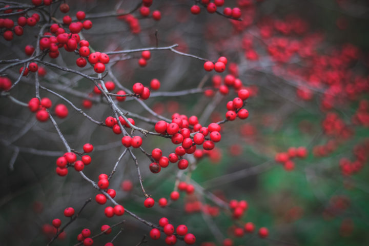 14 Winter Blooming Flowers & Shrubs For A Vibrant Winter Garden