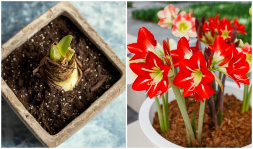 How to Save Your Amaryllis Bulb To Bloom Again Next Year