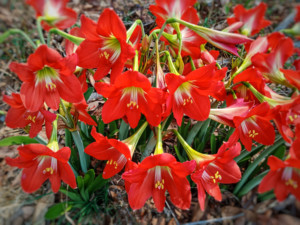 How to Save Your Amaryllis Bulb To Bloom Again Next Year