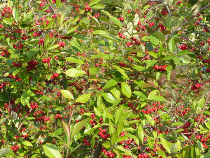 15 Colorful Trees & Shrubs to Attract Stunning Birds To Your Backyard