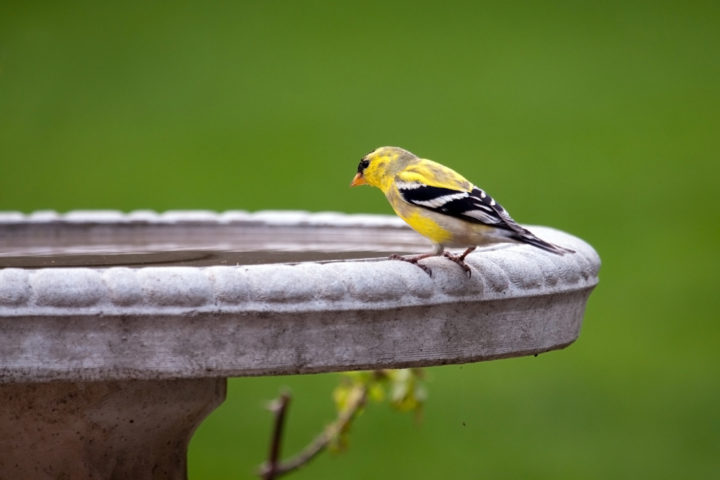 5 Ways To Attract Beautiful Birds To Your Garden