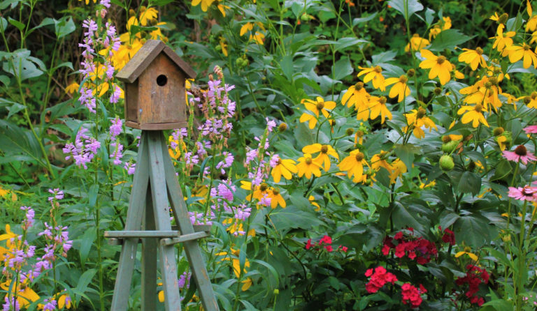 5 Ways To Attract Beautiful Birds To Your Garden