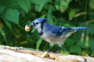 5 Ways To Attract Beautiful Birds To Your Garden