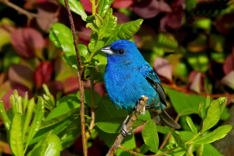 5 Ways To Attract Beautiful Birds To Your Garden