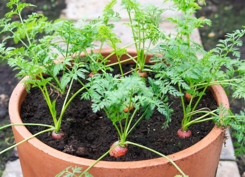The Secret to Container Vegetable Gardening