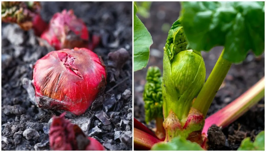 Reliable rhubarb - how to grow and what variety to choose - little