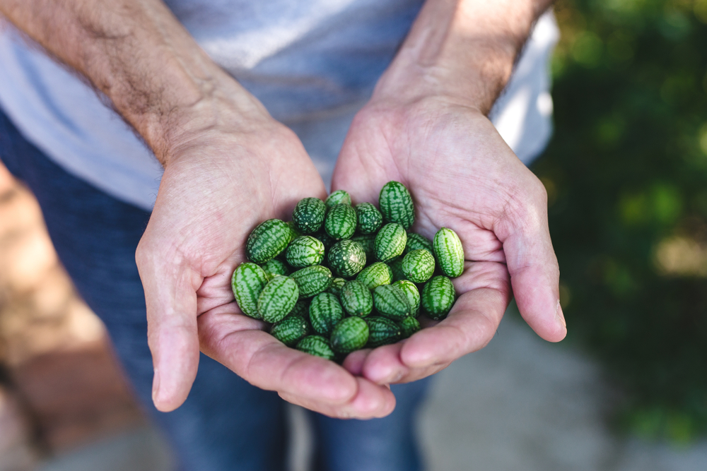 Cucamelons: Discovering the World's Cutest Veggie — Brooklyn DoubleWide