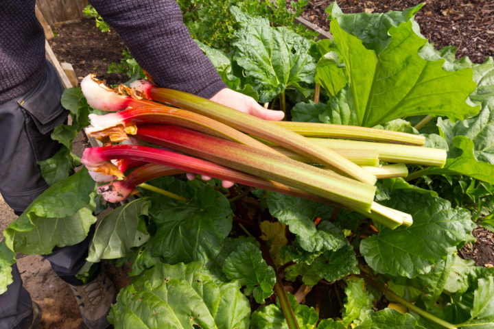 How To Grow Rhubarb - The Perennial That Produces For Decades