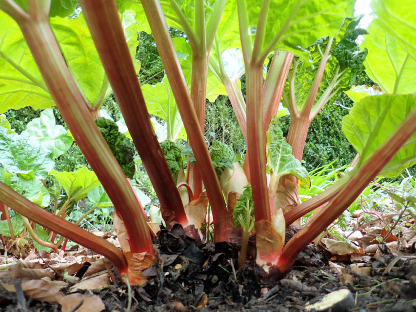 How To Grow Rhubarb - The Perennial That Produces For Decades