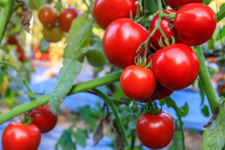 12 Fast Maturing Tomato Varieties For Short-Season Growers