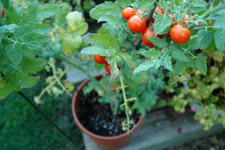 12 Fast Maturing Tomato Varieties For Short-Season Growers