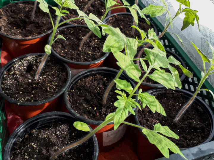 10 Steps For Starting Healthy Tomatoes & Peppers Indoors