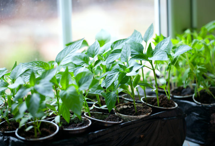 10 Steps For Starting Healthy Tomatoes & Peppers Indoors