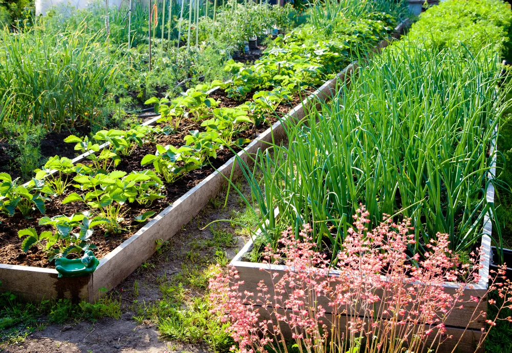 vegetable garden design unique