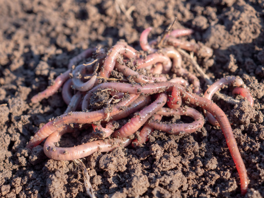 Why You Need More Earthworms In Your Soil & How To Get Them