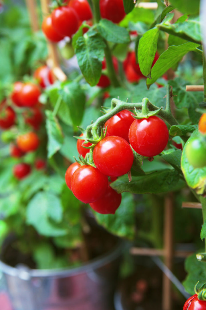 Tiny Tomatoes: 31 Cherry & Grape Tomato Varieties to Grow This Year