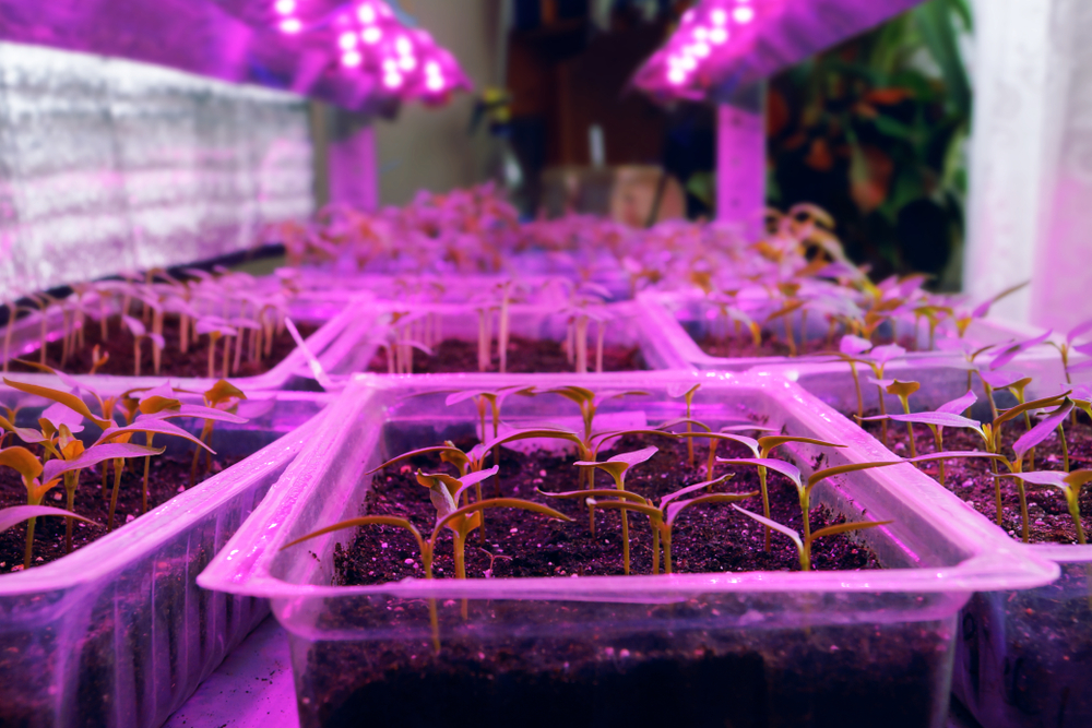 10 Reasons Your Seeds Aren't Germinating & How To Fix It