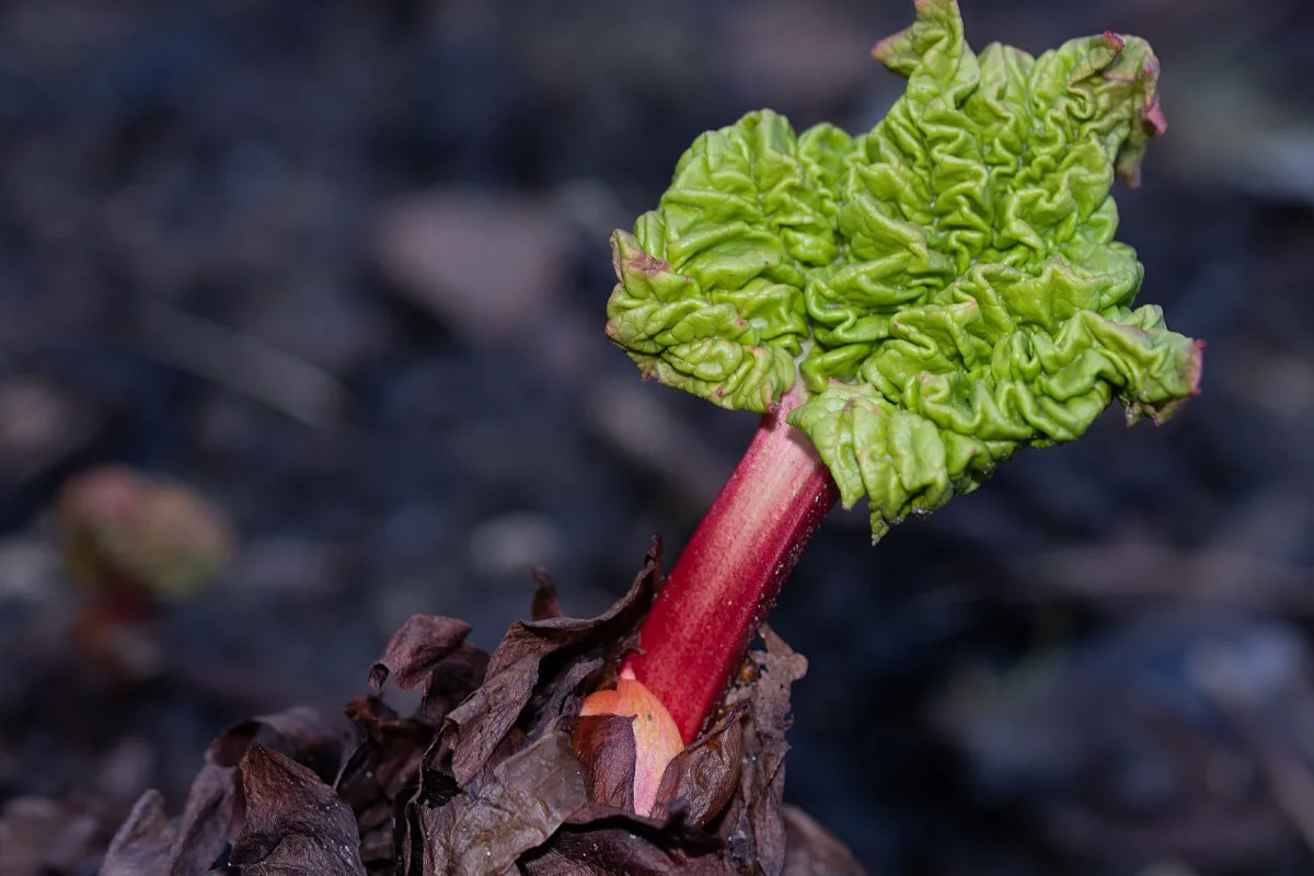 January-February Gardening Rhubarb-shoot-large.jpg