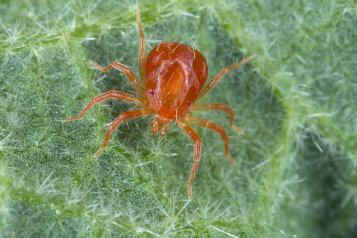 How To Get Rid Of Red Spider Mites On Houseplants