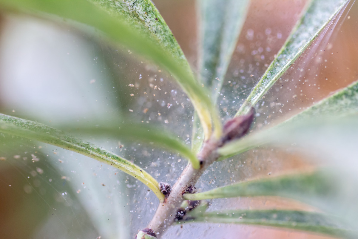 how-to-get-rid-of-spider-mites-on-houseplants-for-good