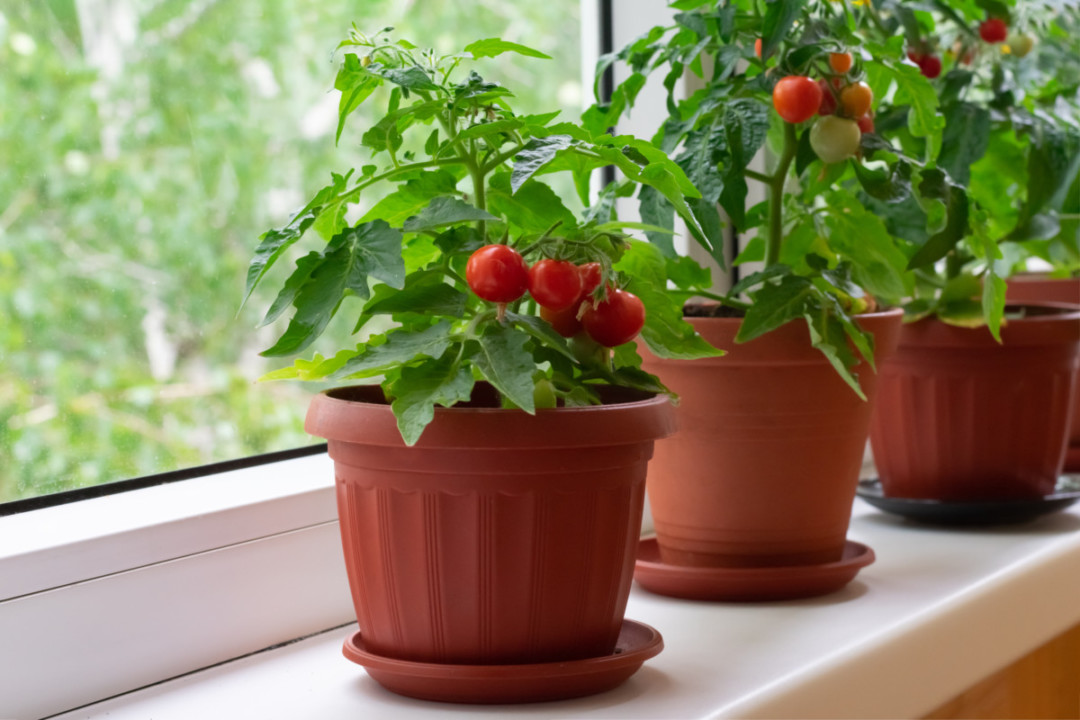 Windowsill Vegetable Garden: 17 Edibles You Can Grow Indoors