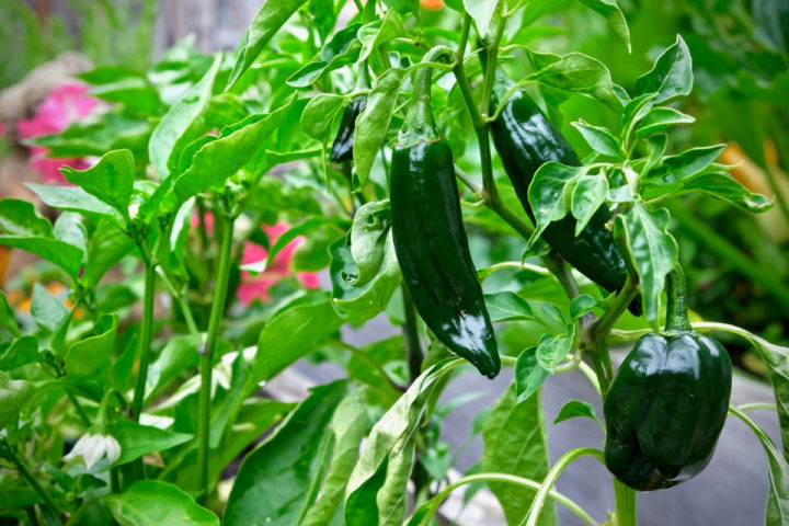 10 Hot Peppers You Need to Grow If You Love to Cook Spicy Food