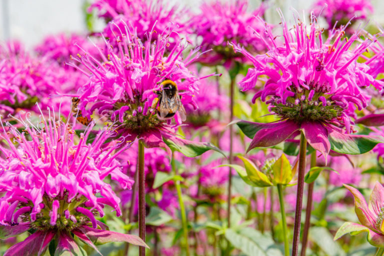 60 Plants to Attract Bees, Butterflies and Other Important Insects