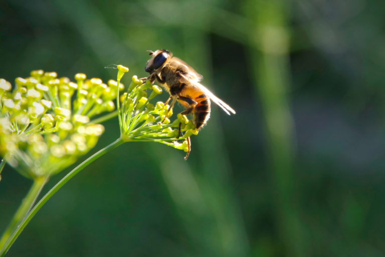 60 Plants to Attract Bees, Butterflies and Other Important Insects