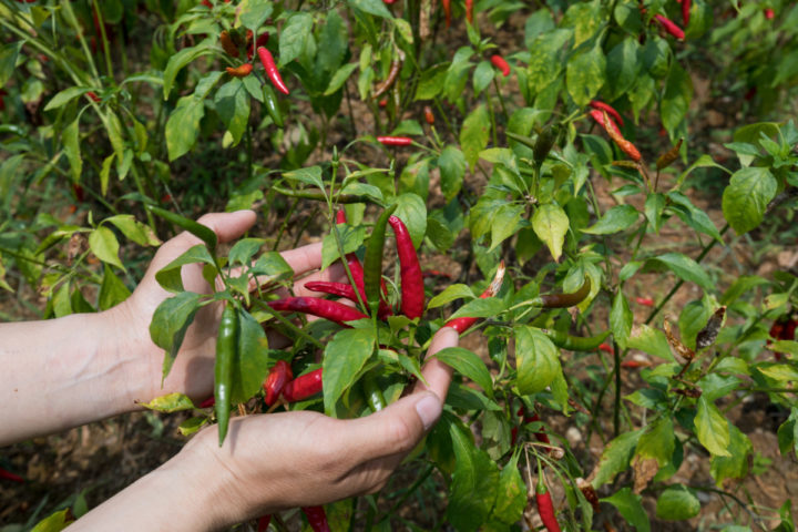 8 Secrets To Grow a Bumper Crop of Peppers